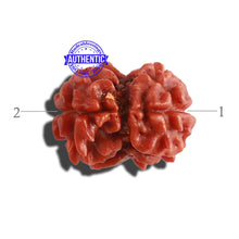 Load image into Gallery viewer, 2 Mukhi Rudraksha from Nepal - Bead No. 124