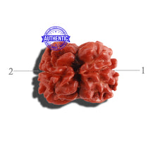 Load image into Gallery viewer, 2 Mukhi Rudraksha from Nepal - Bead No. 125