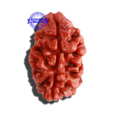 Load image into Gallery viewer, 2 Mukhi Rudraksha from Nepal - Bead No. 125