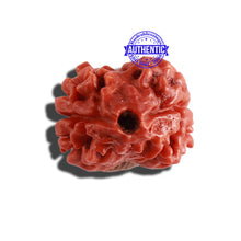 Load image into Gallery viewer, 2 Mukhi Rudraksha from Nepal - Bead No. 125