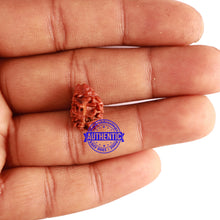 Load image into Gallery viewer, 2 Mukhi Rudraksha from Nepal - Bead No. 128