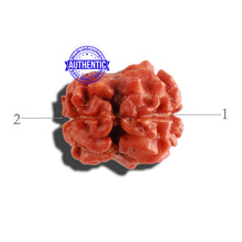 Load image into Gallery viewer, 2 Mukhi Rudraksha from Nepal - Bead No. 128