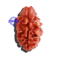 Load image into Gallery viewer, 2 Mukhi Rudraksha from Nepal - Bead No. 128