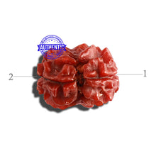 Load image into Gallery viewer, 2 Mukhi Rudraksha from Nepal - Bead No. 129