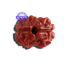 Load image into Gallery viewer, 2 Mukhi Rudraksha from Nepal - Bead No. 129