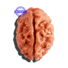 Load image into Gallery viewer, 2 Mukhi Rudraksha from Nepal - Bead No. 132