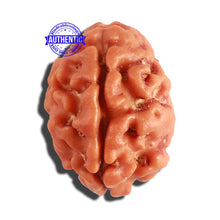Load image into Gallery viewer, 2 Mukhi Rudraksha from Nepal - Bead No. 132