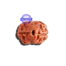 Load image into Gallery viewer, 2 Mukhi Rudraksha from Nepal - Bead No. 132