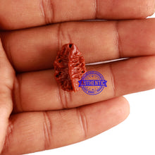 Load image into Gallery viewer, 2 Mukhi Ganesha Rudraksha from Nepal - Bead No. 134