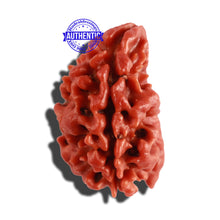 Load image into Gallery viewer, 2 Mukhi Ganesha Rudraksha from Nepal - Bead No. 134