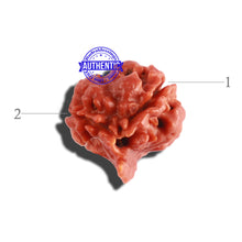 Load image into Gallery viewer, 2 Mukhi Ganesha Rudraksha from Nepal - Bead No. 134