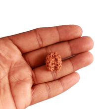 Load image into Gallery viewer, 2 Mukhi Rudraksha from Nepal - Bead No. 136