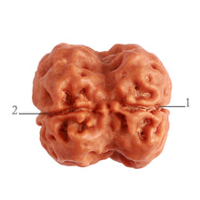 Load image into Gallery viewer, 2 Mukhi Rudraksha from Nepal - Bead No. 136