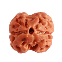 Load image into Gallery viewer, 2 Mukhi Rudraksha from Nepal - Bead No. 136
