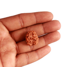Load image into Gallery viewer, 2 Mukhi Rudraksha from Nepal - Bead No. 137