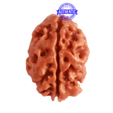 Load image into Gallery viewer, 2 Mukhi Rudraksha from Nepal - Bead No. 137