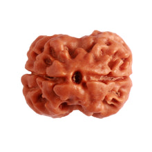 Load image into Gallery viewer, 2 Mukhi Rudraksha from Nepal - Bead No. 137