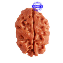 Load image into Gallery viewer, 2 Mukhi Rudraksha from Nepal - Bead No. 138
