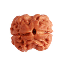 Load image into Gallery viewer, 2 Mukhi Rudraksha from Nepal - Bead No. 138
