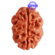 Load image into Gallery viewer, 2 Mukhi Rudraksha from Nepal - Bead No. 139