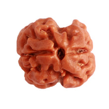 Load image into Gallery viewer, 2 Mukhi Rudraksha from Nepal - Bead No. 139