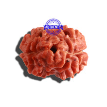 Load image into Gallery viewer, 2 Mukhi Rudraksha from Nepal - Bead No. 21