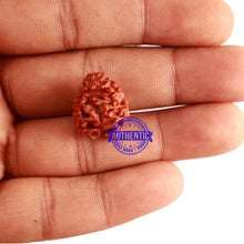 Load image into Gallery viewer, 2 Mukhi Rudraksha from Nepal - Bead No. 21