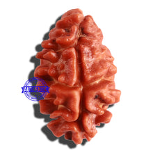 Load image into Gallery viewer, 2 Mukhi Rudraksha from Nepal - Bead No. 21