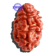Load image into Gallery viewer, 2 Mukhi Rudraksha from Nepal - Bead No. 21