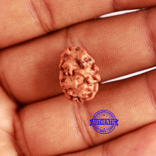 Load image into Gallery viewer, 2 Mukhi Rudraksha from Indonesia - Bead No. 149