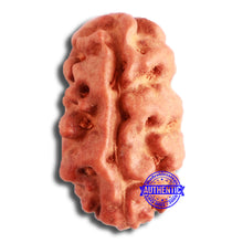 Load image into Gallery viewer, 2 Mukhi Rudraksha from Indonesia - Bead No. 150
