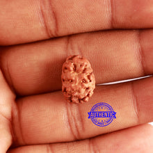 Load image into Gallery viewer, 2 Mukhi Rudraksha from Indonesia - Bead No. 150