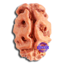 Load image into Gallery viewer, 2 Mukhi Rudraksha from Indonesia - Bead No. 154