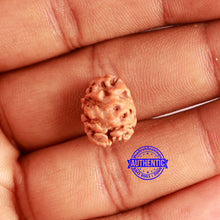 Load image into Gallery viewer, 2 Mukhi Rudraksha from Indonesia - Bead No. 154