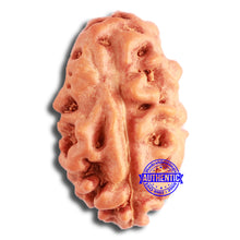 Load image into Gallery viewer, 2 Mukhi Rudraksha from Indonesia - Bead No. 155

