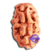 Load image into Gallery viewer, 2 Mukhi Rudraksha from Indonesia - Bead No. 157