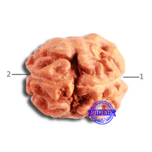 Load image into Gallery viewer, 2 Mukhi Rudraksha from Indonesia - Bead No. 158