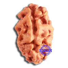 Load image into Gallery viewer, 2 Mukhi Rudraksha from Indonesia - Bead No. 158
