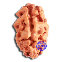 Load image into Gallery viewer, 2 Mukhi Rudraksha from Indonesia - Bead No. 158
