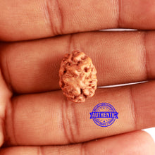 Load image into Gallery viewer, 2 Mukhi Rudraksha from Indonesia - Bead No. 158
