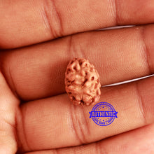 Load image into Gallery viewer, 2 Mukhi Rudraksha from Indonesia - Bead No. 160