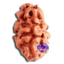 Load image into Gallery viewer, 2 Mukhi Rudraksha from Indonesia - Bead No. 161