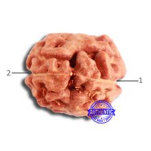 Load image into Gallery viewer, 2 Mukhi Rudraksha from Indonesia - Bead No. 165