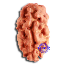 Load image into Gallery viewer, 2 Mukhi Rudraksha from Indonesia - Bead No. 165