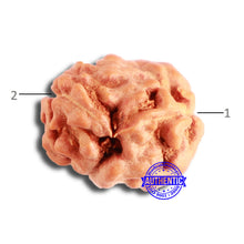 Load image into Gallery viewer, 2 Mukhi Rudraksha from Indonesia - Bead No. 166