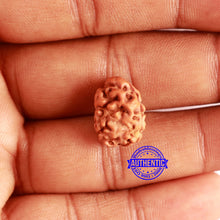 Load image into Gallery viewer, 2 Mukhi Rudraksha from Indonesia - Bead No. 166