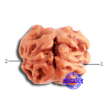 Load image into Gallery viewer, 2 Mukhi Rudraksha from Indonesia - Bead No. 167