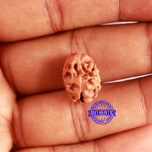 Load image into Gallery viewer, 2 Mukhi Rudraksha from Indonesia - Bead No. 167
