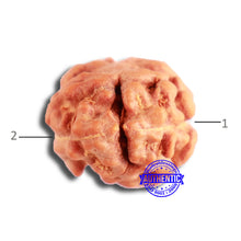 Load image into Gallery viewer, 2 Mukhi Rudraksha from Indonesia - Bead No. 168
