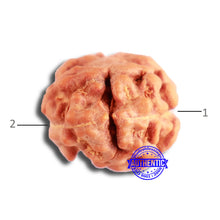 Load image into Gallery viewer, 2 Mukhi Rudraksha from Indonesia - Bead No. 168